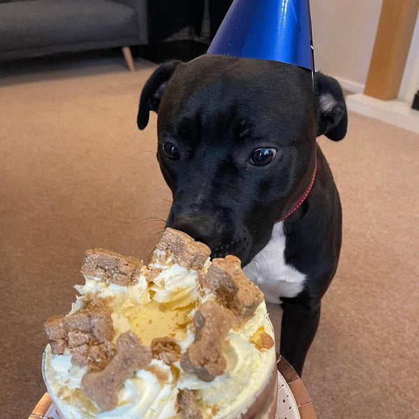 New! Puppy Celebration Cake